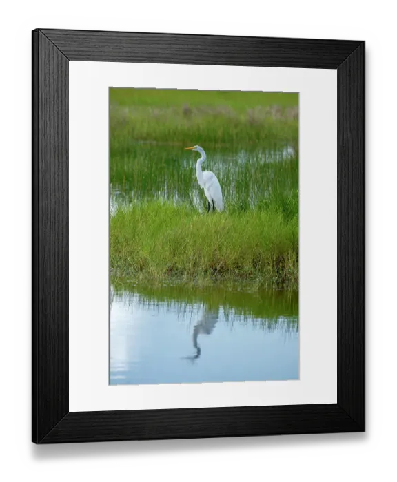 Framed Print : Great egret in wetlands
