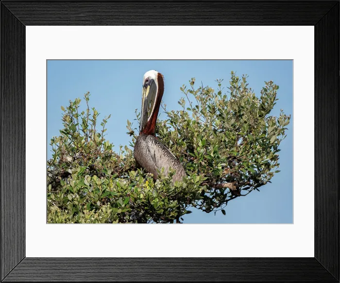 Framed Print : Brown pelican in a mangrove tree Framed Print : Brown pelican in a mangrove tree