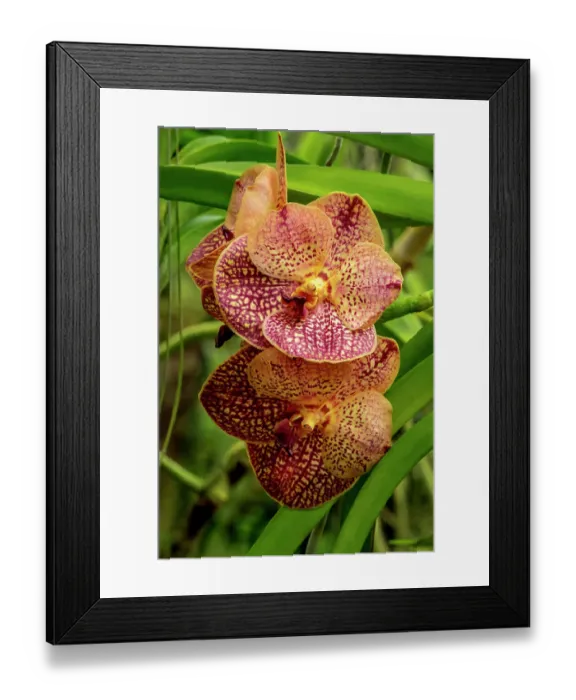 Framed Print : Ascda Pakchong gold moth orchid Framed Print : Ascda Pakchong gold moth orchid