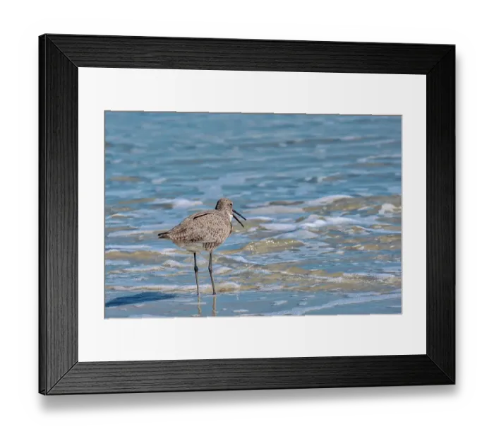 Framed Print : Willet, sandpiper wading in ocean Framed Print : Willet, sandpiper wading in ocean