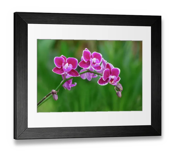 Framed Print : Magenta moth orchid spray Framed Print : Magenta moth orchid spray