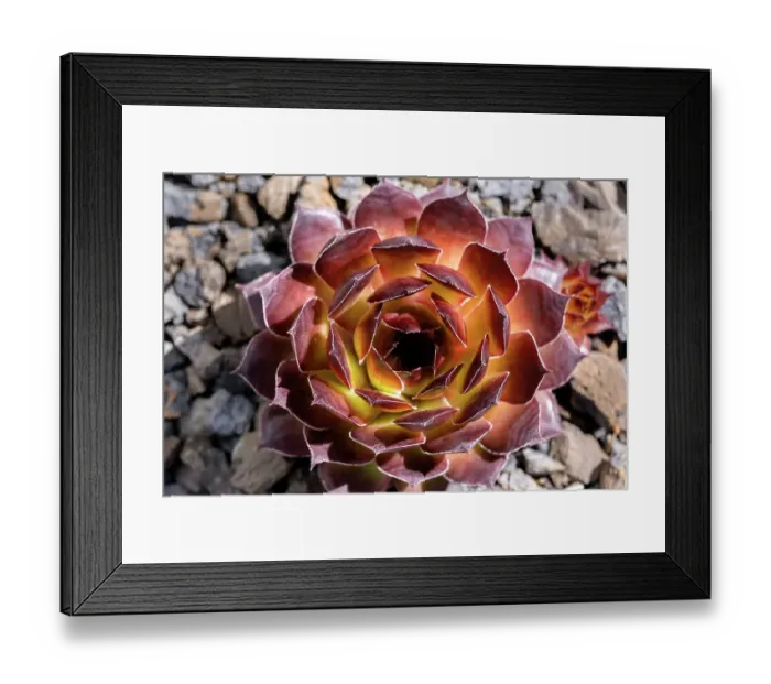 Framed Print : Houseleek bronze pastel, succulent Framed Print : Houseleek bronze pastel, succulent
