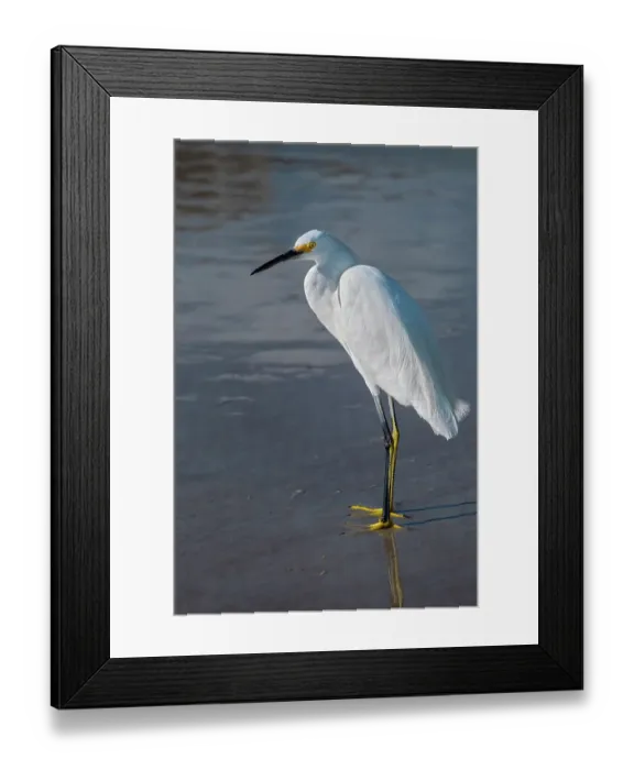 Framed Print : Snowy egret, wading