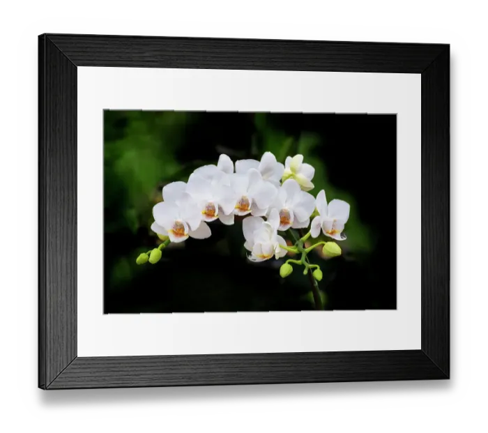 Framed Print : White moth orchid spray Framed Print : White moth orchid spray