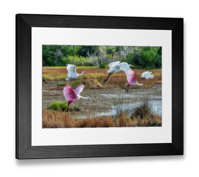 Framed Print : Spoonbills, Ibis and egrets in flight