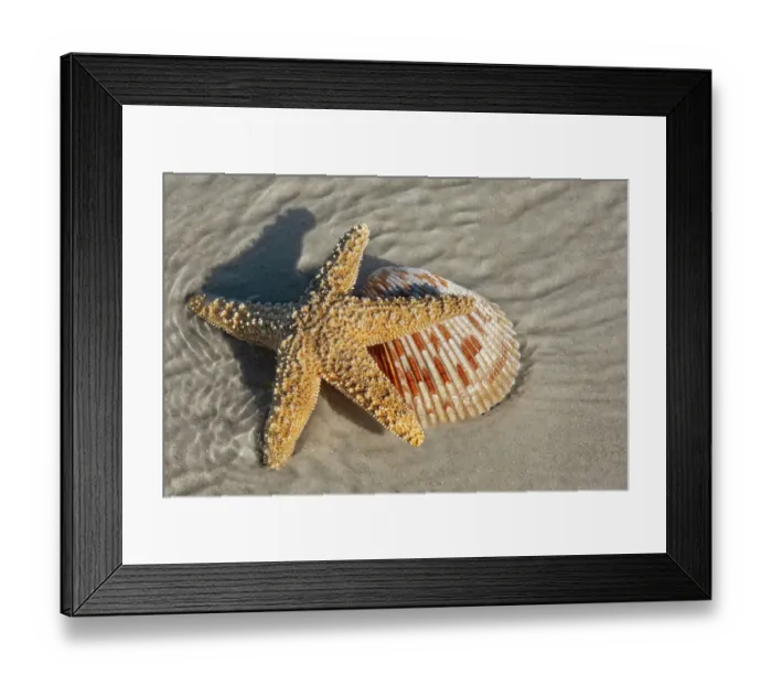 Framed Print : Starfish and Magnum cockle shell Framed Print : Starfish and Magnum cockle shell