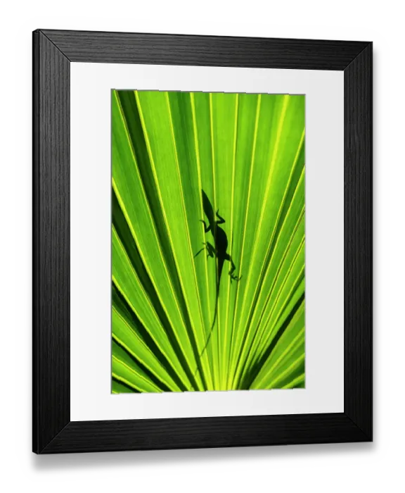 Framed Print : Lizard's shadow on saw palmetto frond Framed Print : Lizard's shadow on saw palmetto frond