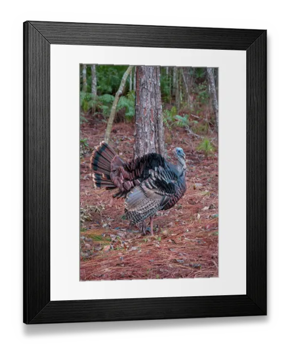 Framed Print : Wild turkey