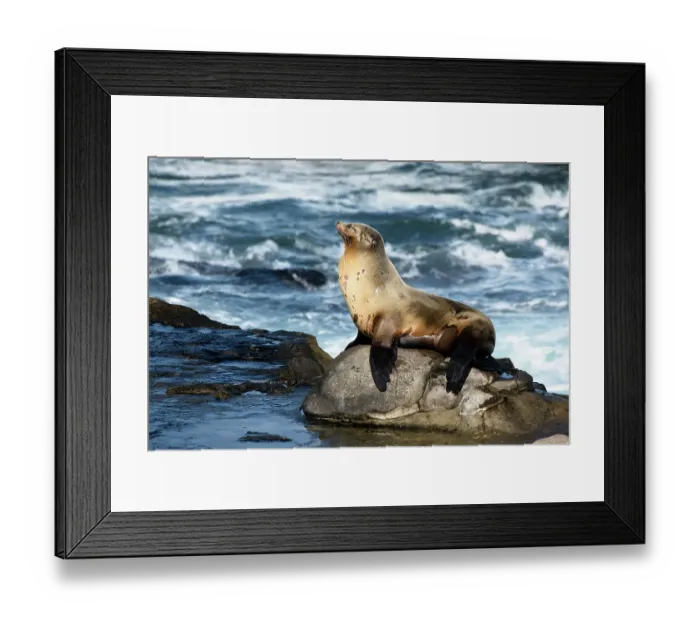 Framed Print : La Jolla, California. Sea lion Framed Print : La Jolla, California. Sea lion