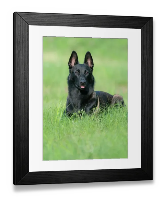 Framed Print : Belgian malinois