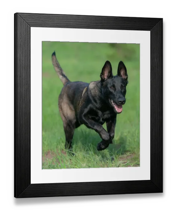 Framed Print : Belgian malinois Framed Print : Belgian malinois