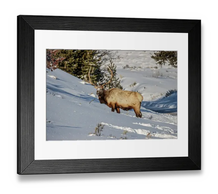 Framed Print : Bull elk in winter in the Northern Range of Yellowstone National Park Framed Print : Bull elk in winter in the Northern Range of Yellowstone National Park