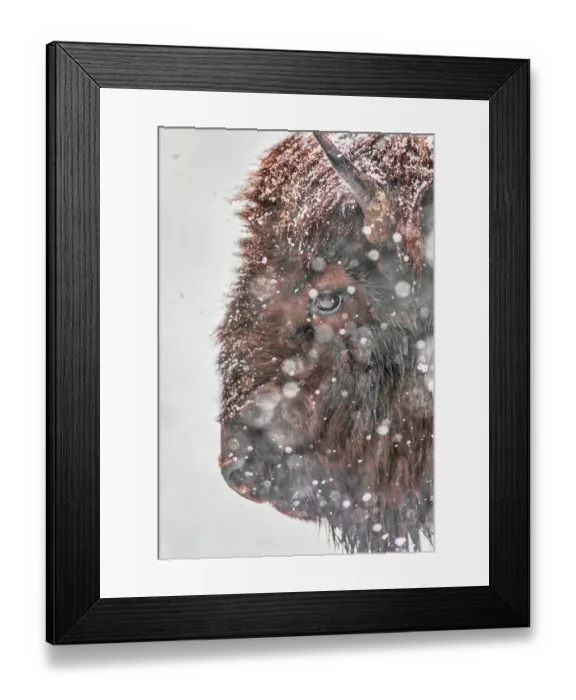 Framed Print : Snowstorm within Yellowstone National Park Framed Print : Snowstorm within Yellowstone National Park