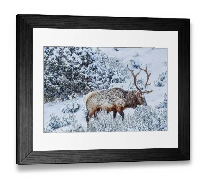Framed Print : Bull elk in winter in the Northern Range of Yellowstone National Park Framed Print : Bull elk in winter in the Northern Range of Yellowstone National Park