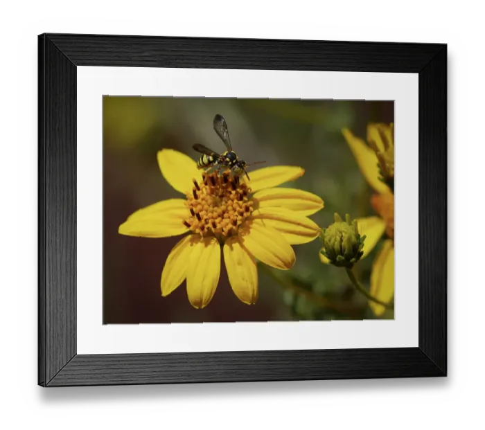 Framed Print : Nomada bee on San Diego Viguiera (also known as tornleaf goldeneye). This bee looks like a small wasp and is a kleptoparasite on other bees (its young take over another bee's nest) Framed Print : Nomada bee on San Diego Viguiera (also known as tornleaf goldeneye). This bee looks like a small wasp and is a kleptoparasite on other bees (its young take over another bee's nest)