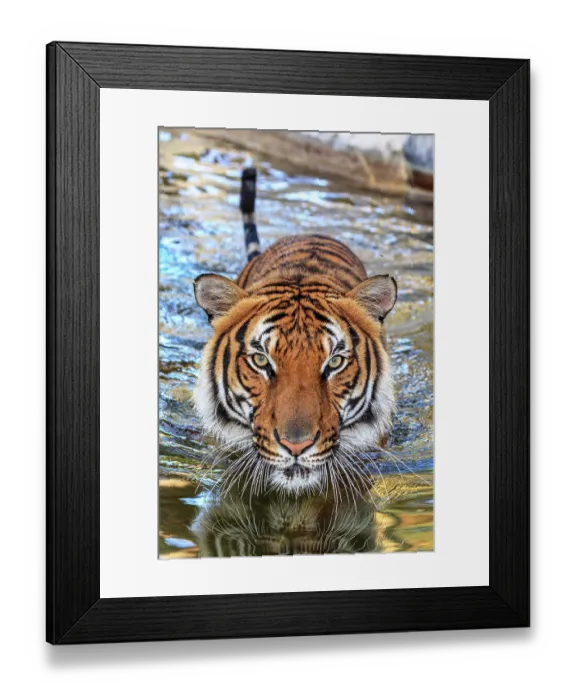 Framed Print : A threatening Malayan tiger Framed Print : A threatening Malayan tiger