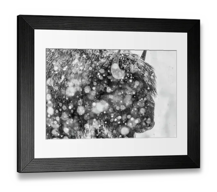 Framed Print : Snowstorm within Yellowstone National Park Framed Print : Snowstorm within Yellowstone National Park