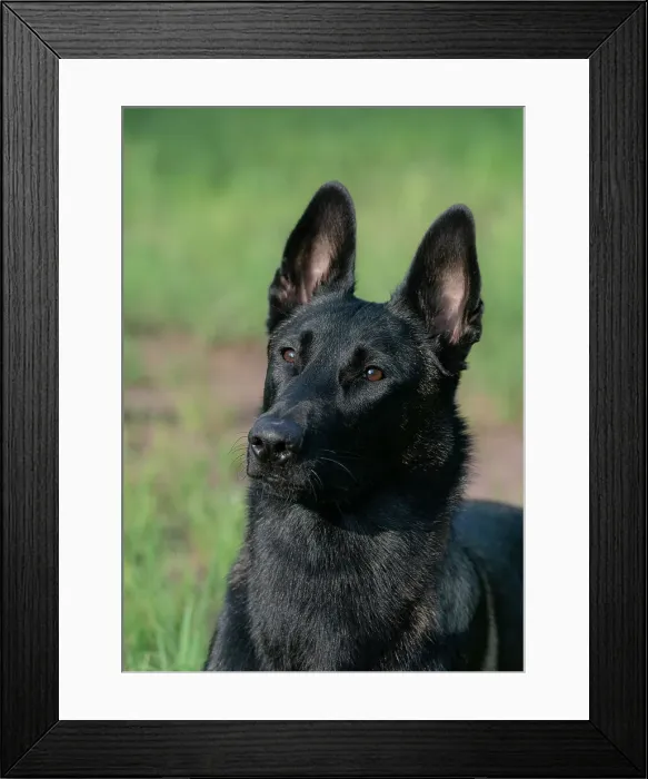 Framed Print : Belgian malinois Framed Print : Belgian malinois