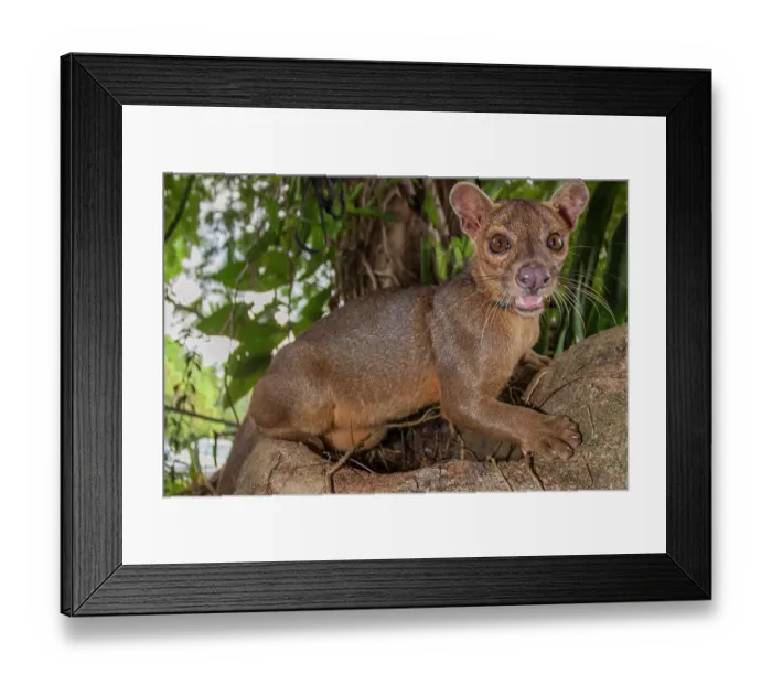 Framed Print : Endangered vicious fossa Framed Print : Endangered vicious fossa