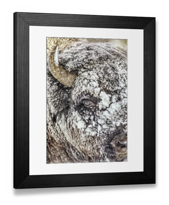 Framed Print : Snowstorm within Yellowstone National Park Framed Print : Snowstorm within Yellowstone National Park