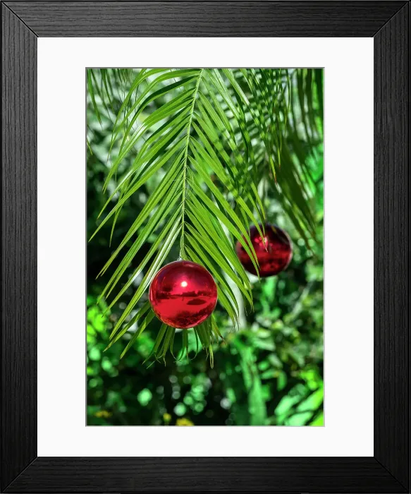 Framed Print : Red Christmas ornaments on a palm tree Framed Print : Red Christmas ornaments on a palm tree