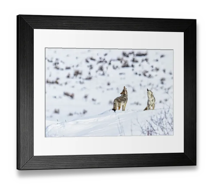Framed Print : Coyotes howling in winter in the Northern Range of Yellowstone National Park Framed Print : Coyotes howling in winter in the Northern Range of Yellowstone National Park