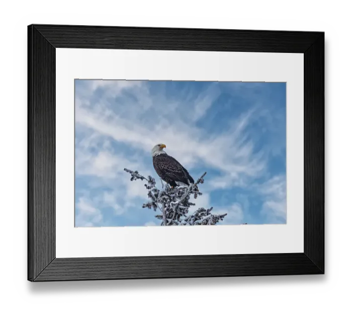 Framed Print : Bald eagle perched on a tree in the Lamar Valley of Yellowstone National Park
