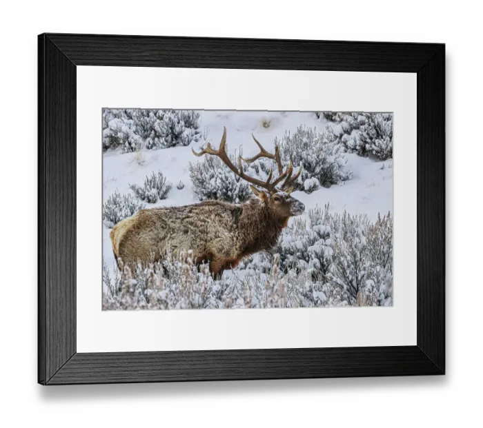 Framed Print : Bull elk in winter in the Northern Range of Yellowstone National Park Framed Print : Bull elk in winter in the Northern Range of Yellowstone National Park