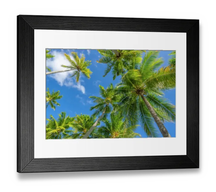 Framed Print : French Polynesia, Rangiroa Atoll. Looking up at palm trees and blue sky. ©Cathy & Gordon Illg / Jaynes Gallery / DanitaDelimont.com Framed Print : French Polynesia, Rangiroa Atoll. Looking up at palm trees and blue sky. ©Cathy & Gordon Illg / Jaynes Gallery / DanitaDelimont.com