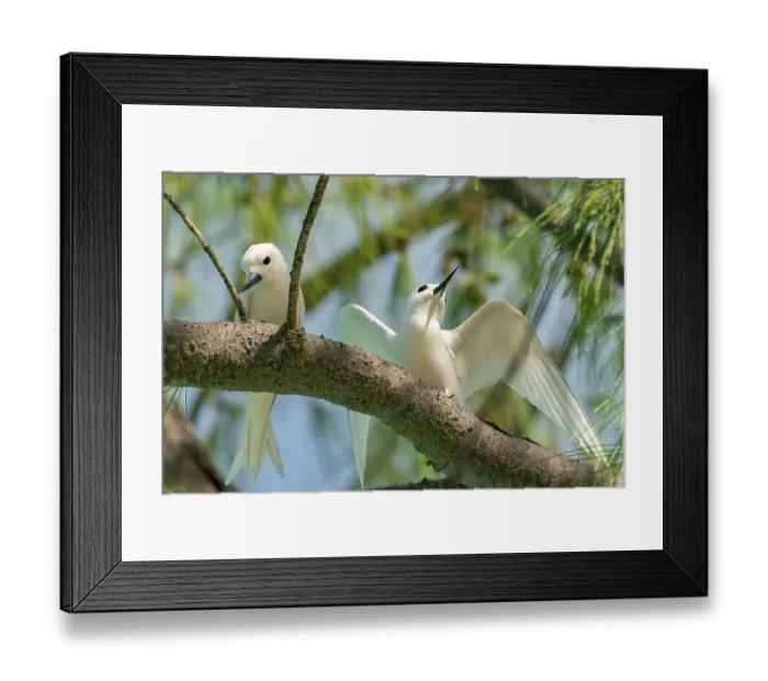 Framed Print : French Polynesia, Rangiroa Atoll. Pair of fairy terns in tree. ©Cathy & Gordon Illg  /  Jaynes Gallery  /  DanitaDelimont.com
