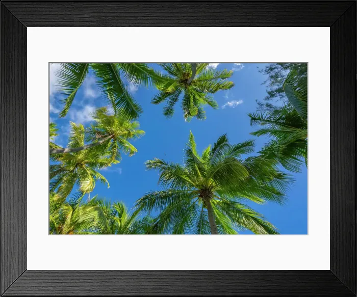 Framed Print : French Polynesia, Rangiroa Atoll. Looking up at palm trees and blue sky. ©Cathy & Gordon Illg / Jaynes Gallery / DanitaDelimont.com Framed Print : French Polynesia, Rangiroa Atoll. Looking up at palm trees and blue sky. ©Cathy & Gordon Illg / Jaynes Gallery / DanitaDelimont.com