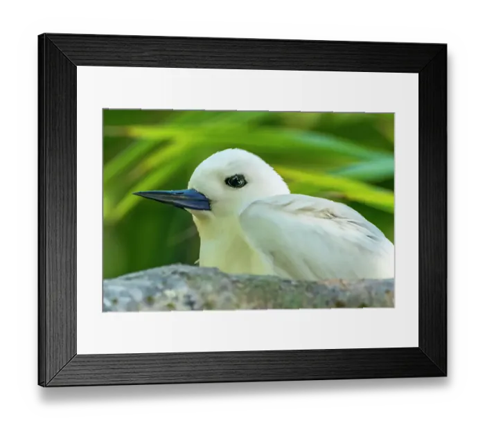 Framed Print : French Polynesia, Tikehau Atoll. Fairy tern in tree. ©Cathy & Gordon Illg / Jaynes Gallery / DanitaDelimont.com Framed Print : French Polynesia, Tikehau Atoll. Fairy tern in tree. ©Cathy & Gordon Illg / Jaynes Gallery / DanitaDelimont.com