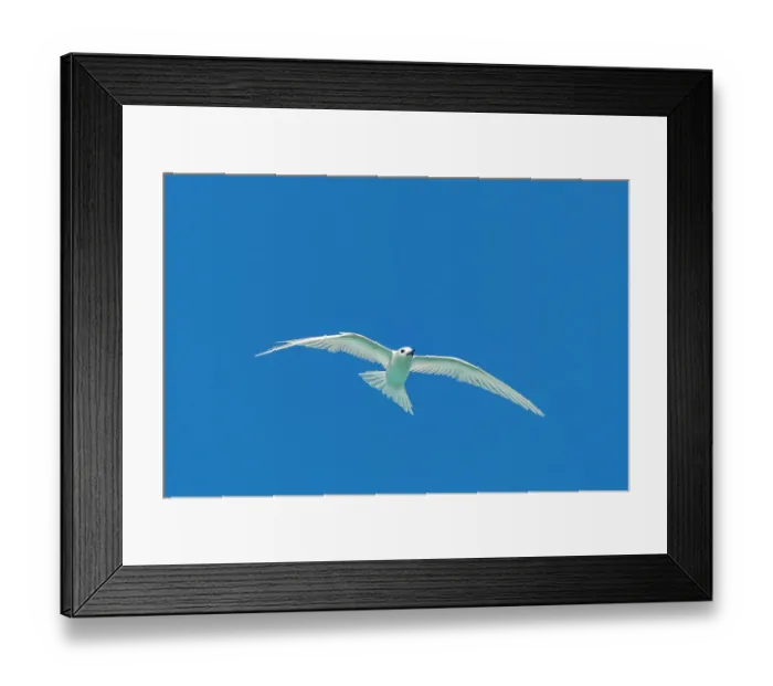 Framed Print : French Polynesia, Rangiroa Atoll. Fairy terns in flight. ©Cathy & Gordon Illg / Jaynes Gallery / DanitaDelimont.com Framed Print : French Polynesia, Rangiroa Atoll. Fairy terns in flight. ©Cathy & Gordon Illg / Jaynes Gallery / DanitaDelimont.com