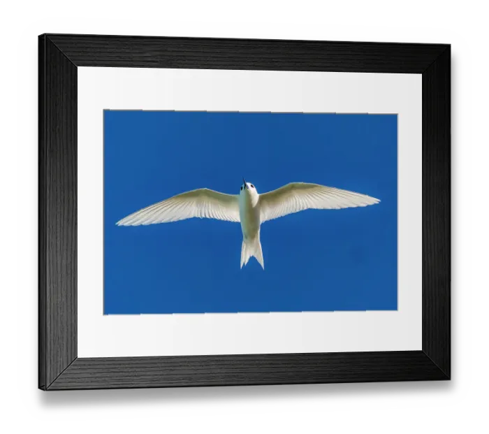 Framed Print : French Polynesia, Rangiroa Atoll. Fairy terns in flight. ©Cathy & Gordon Illg  /  Jaynes Gallery  /  DanitaDelimont.com