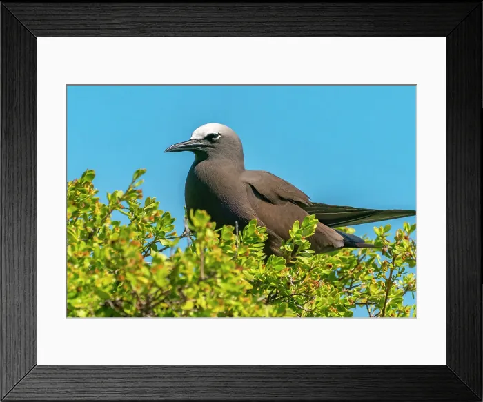 Framed Print : French Polynesia, Tikehau Atoll, Bird Island. Brown noddy adult perched on foliage. ©Cathy & Gordon Illg  /  Jaynes Gallery  /  DanitaDelimont.com