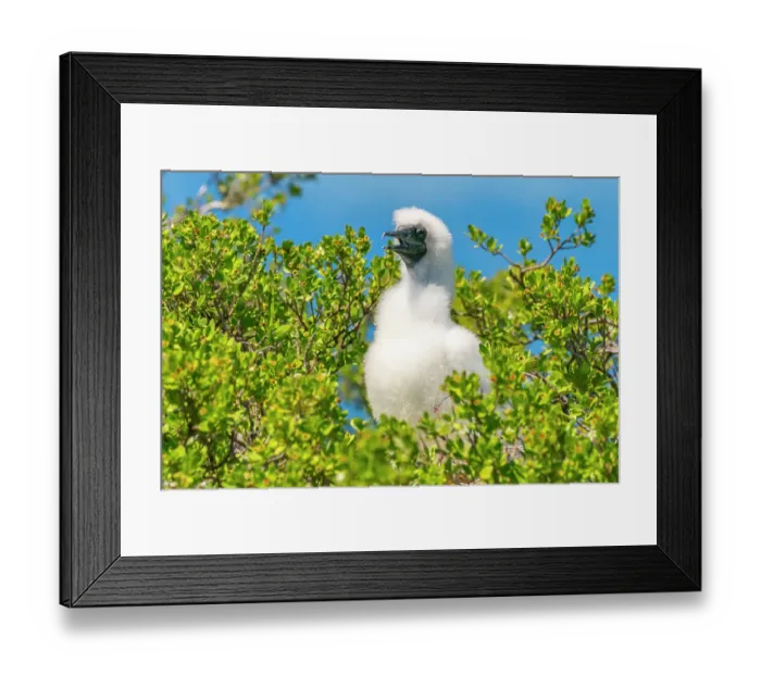 Framed Print : French Polynesia, Tikehau Atoll, Bird Island. Red-footed booby chick. ©Cathy & Gordon Illg / Jaynes Gallery / DanitaDelimont.com Framed Print : French Polynesia, Tikehau Atoll, Bird Island. Red-footed booby chick. ©Cathy & Gordon Illg / Jaynes Gallery / DanitaDelimont.com