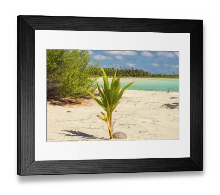 Framed Print : French Polynesia, Tikehau Atoll. New palm tree on atoll beach. ©Cathy & Gordon Illg / Jaynes Gallery / DanitaDelimont.com Framed Print : French Polynesia, Tikehau Atoll. New palm tree on atoll beach. ©Cathy & Gordon Illg / Jaynes Gallery / DanitaDelimont.com