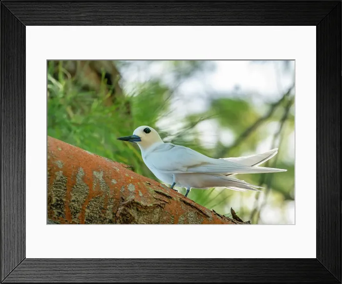 Framed Print : French Polynesia, Tikehau Atoll. Fairy tern in tree. ©Cathy & Gordon Illg / Jaynes Gallery / DanitaDelimont.com Framed Print : French Polynesia, Tikehau Atoll. Fairy tern in tree. ©Cathy & Gordon Illg / Jaynes Gallery / DanitaDelimont.com