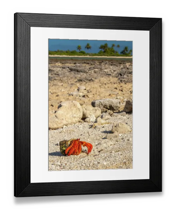 Framed Print : French Polynesia, Tikehau Atoll. Fossilized coral and hermit crab. ©Cathy & Gordon Illg / Jaynes Gallery / DanitaDelimont.com Framed Print : French Polynesia, Tikehau Atoll. Fossilized coral and hermit crab. ©Cathy & Gordon Illg / Jaynes Gallery / DanitaDelimont.com