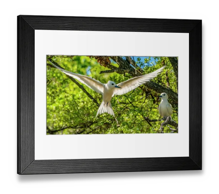 Framed Print : French Polynesia, Tikehau Atoll, Bird Island. Male fairy tern in courtship flight. ©Cathy & Gordon Illg  /  Jaynes Gallery  /  DanitaDelimont.com
