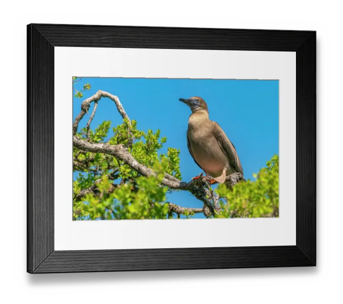 Framed Print : French Polynesia, Tikehau Atoll, Bird Island. Red-footed booby juvenile bird in tree. ©Cathy & Gordon Illg / Jaynes Gallery / DanitaDelimont.com Framed Print : French Polynesia, Tikehau Atoll, Bird Island. Red-footed booby juvenile bird in tree. ©Cathy & Gordon Illg / Jaynes Gallery / DanitaDelimont.com