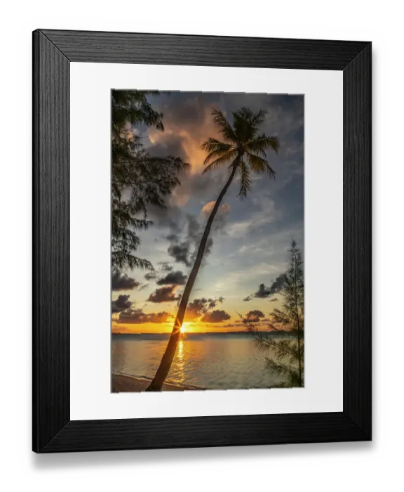 Framed Print : French Polynesia, Tikehau Atoll. Sunset on trees and ocean. ©Cathy & Gordon Illg  /  Jaynes Gallery  /  DanitaDelimont.com