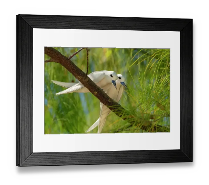 Framed Print : French Polynesia, Rangiroa Atoll. Pair of fairy terns in tree. ©Cathy & Gordon Illg  /  Jaynes Gallery  /  DanitaDelimont.com