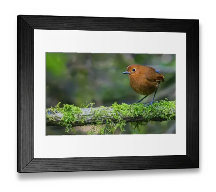 Framed Print : Equatorial antpitta, cloud forest, Ecuador Framed Print : Equatorial antpitta, cloud forest, Ecuador