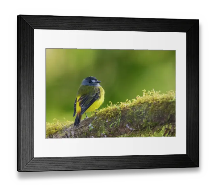 Framed Print : Ornate flycatcher, cloud forest, Andes, Ecuador Framed Print : Ornate flycatcher, cloud forest, Andes, Ecuador