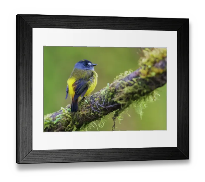 Framed Print : Ornate flycatcher, cloud forest, Andes, Ecuador