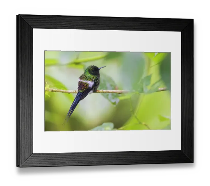 Framed Print : Green thorntail hummingbird, cloud forest, Ecuador