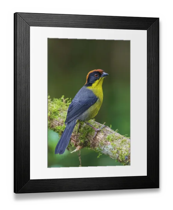Framed Print : Yellow-breasted brushfinch, cloud forest, Ecuador Framed Print : Yellow-breasted brushfinch, cloud forest, Ecuador