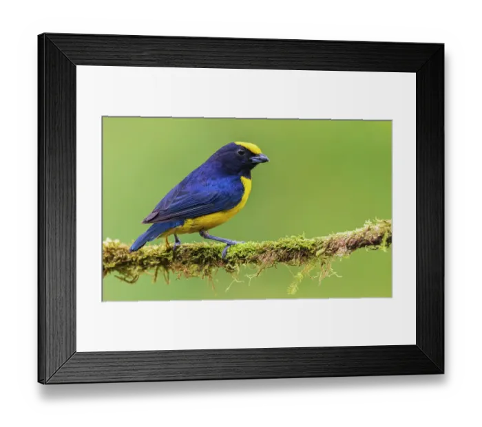 Framed Print : Orange-crowned Euphonia, cloud forest, Ecuador Framed Print : Orange-crowned Euphonia, cloud forest, Ecuador