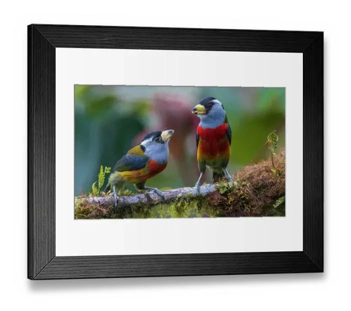 Framed Print : Toucan barbet parent feeding fledgling, cloud forest, Ecuador Framed Print : Toucan barbet parent feeding fledgling, cloud forest, Ecuador